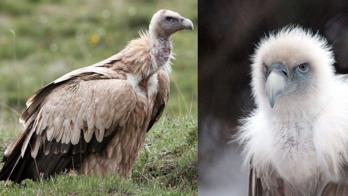 सिंगापुर में दुर्लभ Himalayan vulture को मिला नया जीवन, हाईवे से रेस्क्यू कर इलाज जारी