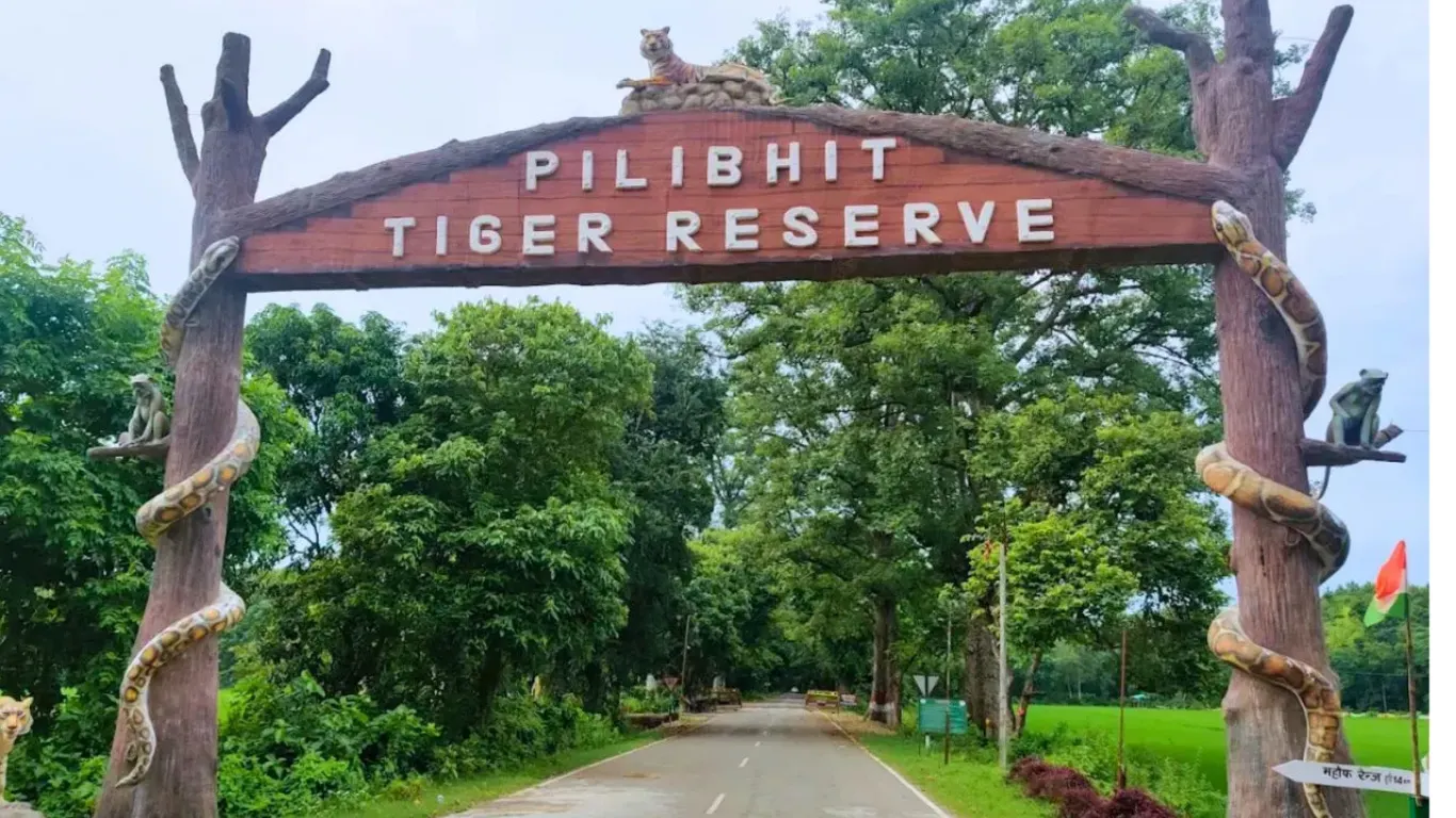पीलीभीत:- जंगल सफारी और 150 साल पुराने बांसुरी उद्योग के लिए मशहूर इस अनोखे शहर की कहानी